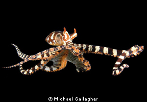 Free-swimming Wonderpus, Lembeh, Indonesia by Michael Gallagher 